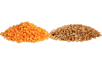 Lentil